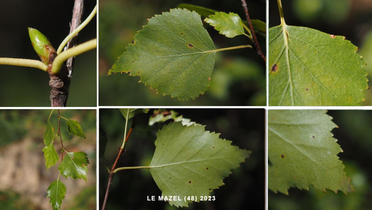 Birch, Silver leaf